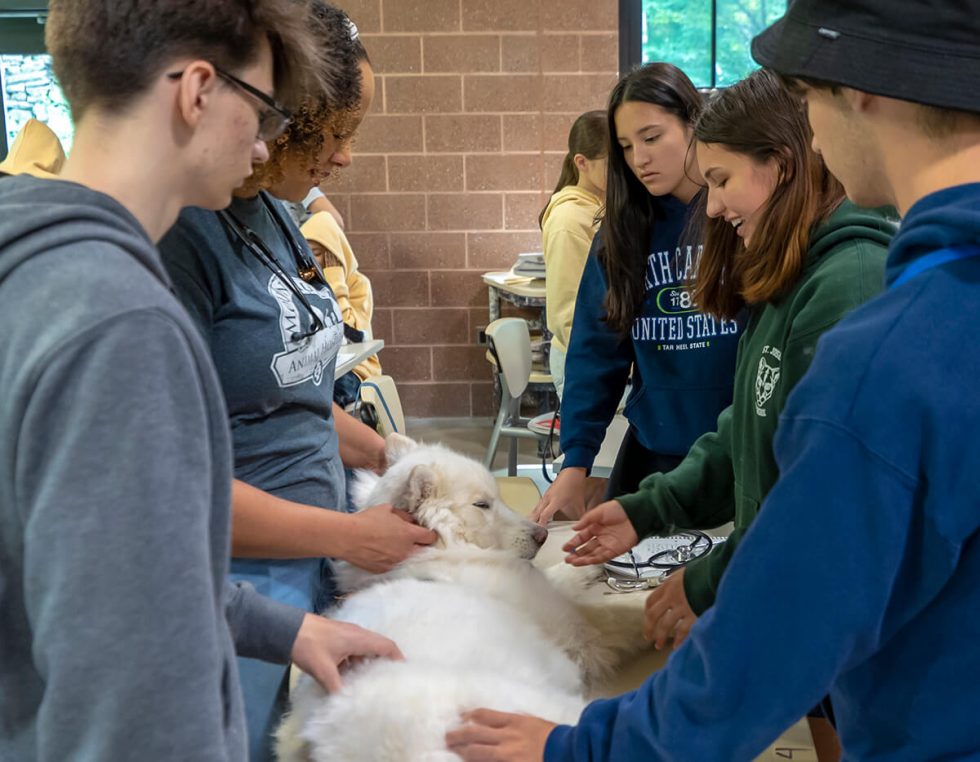 Veterinary medicine schools and summer camps for grades 812