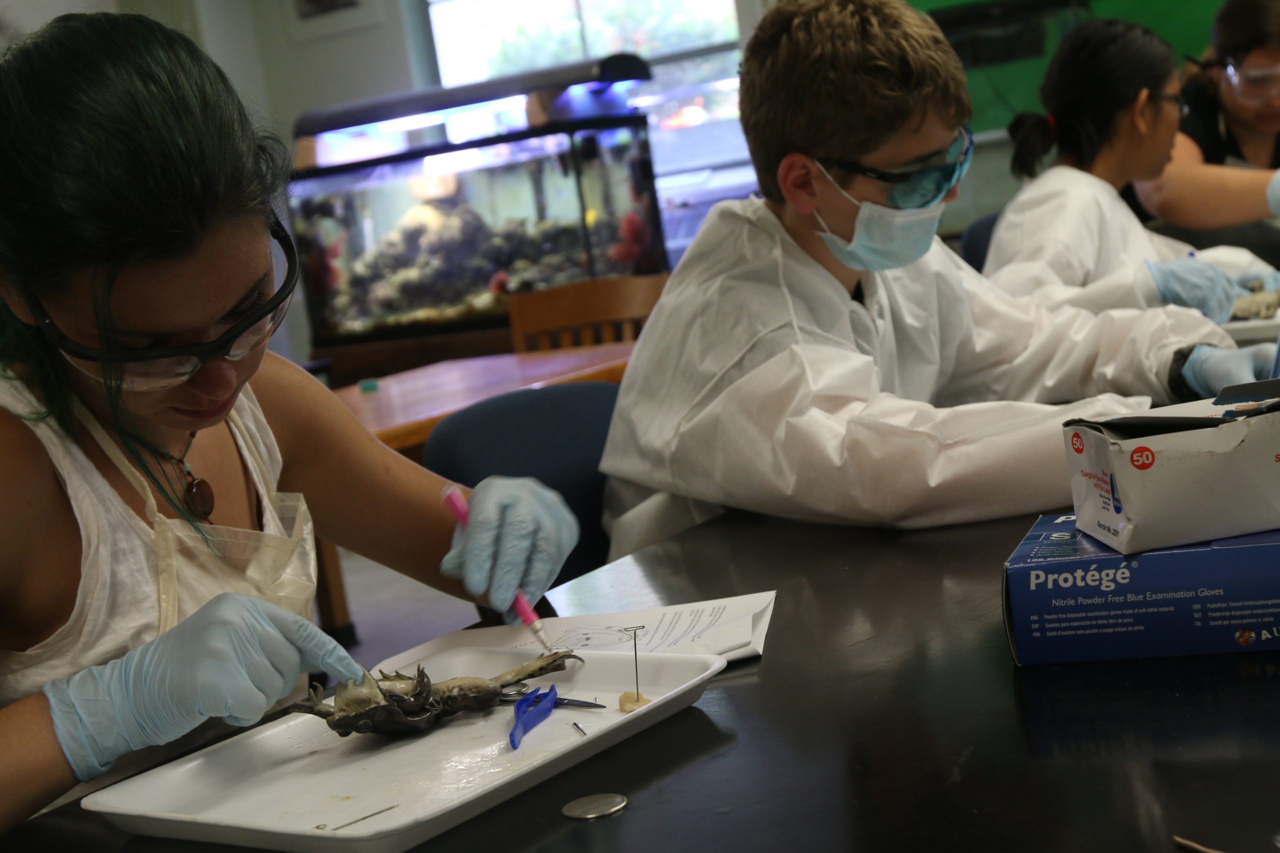 Veterinary Medicine schools in labs