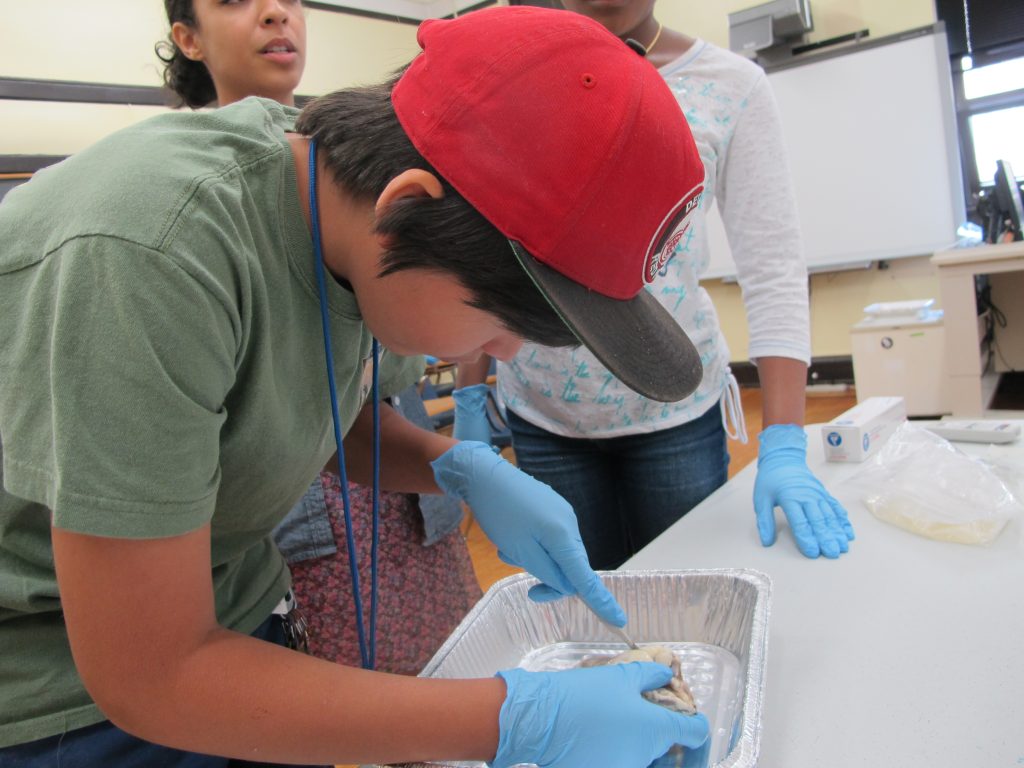 VetSummer Study to be a vet college locations USA, grades 812